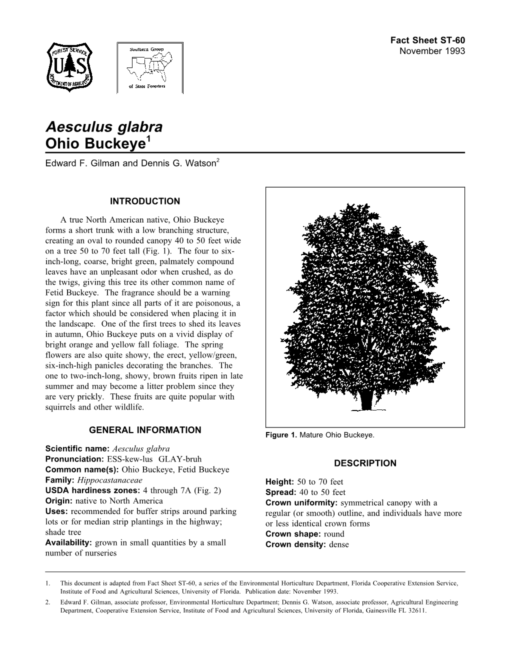 Aesculus Glabra Ohio Buckeye1 Edward F