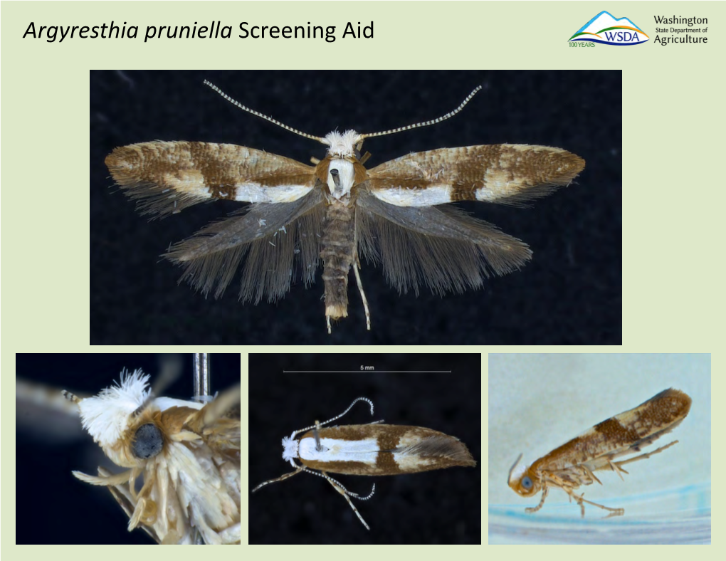 Argyresthia Pruniella Screening Aid Argyresthia Pruniella Screening Aid