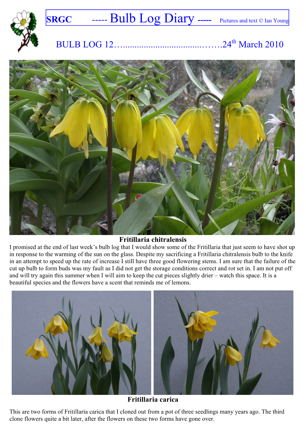 Fritillaria Pudica