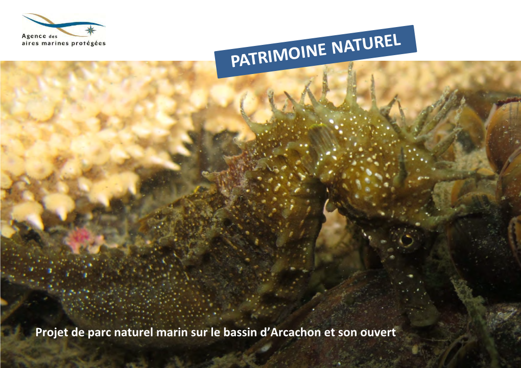 Présentation Du Patrimoine Naturel Marin Du Bassin