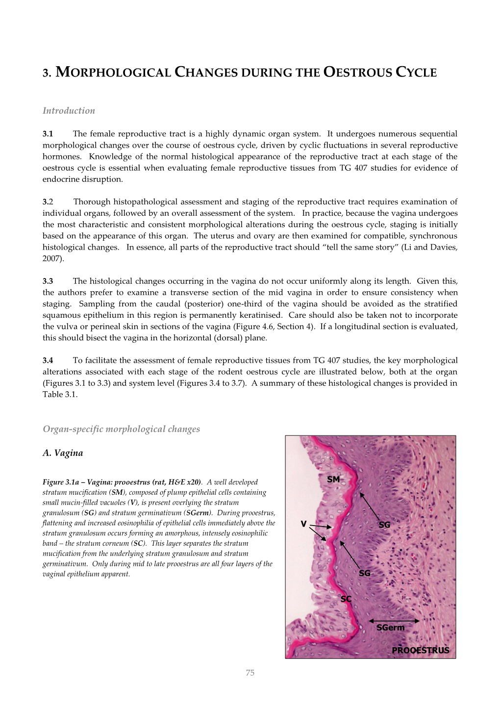 3. Morphological Changes During the Oestrous Cycle