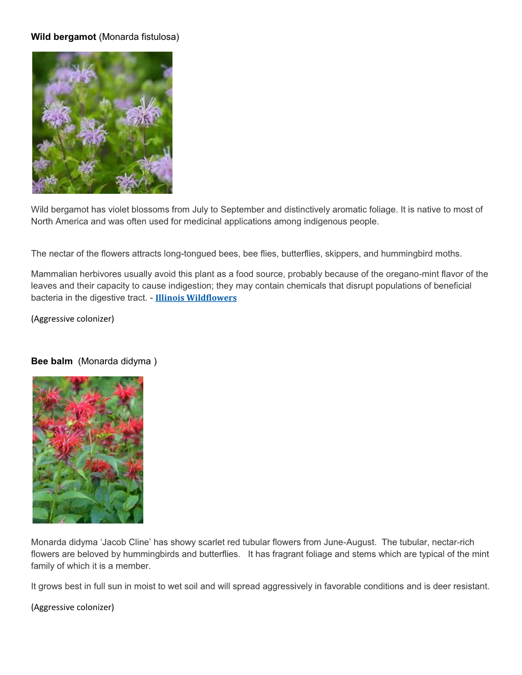 Bee Balm (Monarda Didyma )