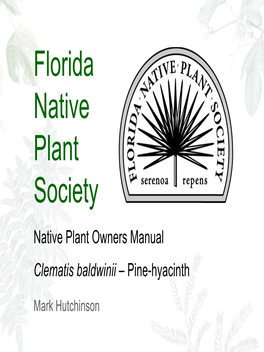 Native Plant Owners Manual Clematis Baldwinii – Pine-Hyacinth