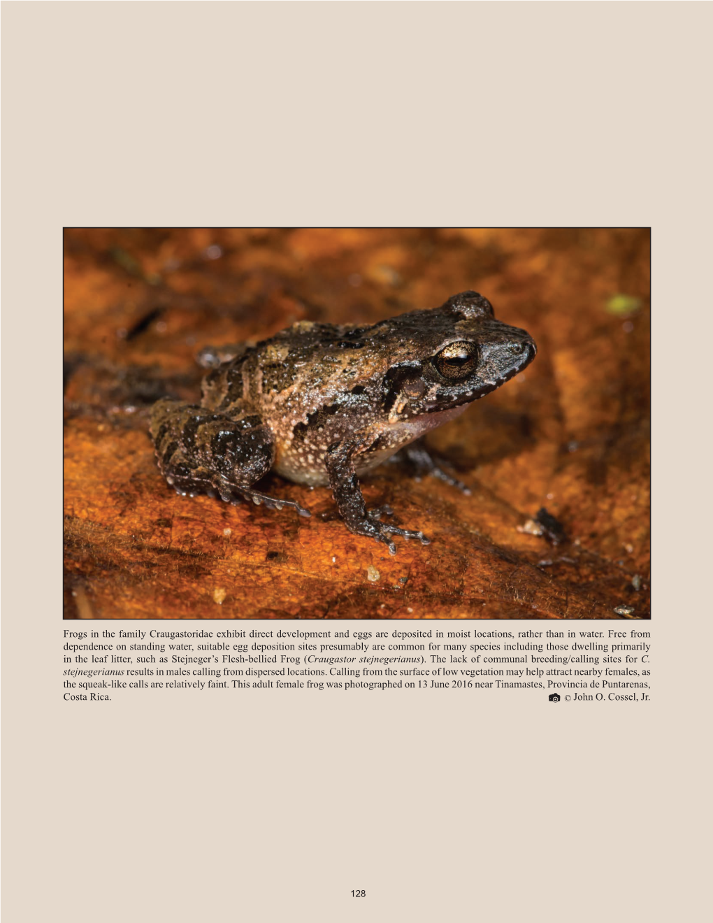 Frogs in the Family Craugastoridae Exhibit Direct Development and Eggs Are Deposited in Moist Locations, Rather Than in Water