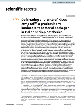 Delineating Virulence of Vibrio Campbellii