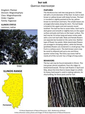 Bur Oak Quercus Macrocarpa Tree Bark ILLINOIS RANGE