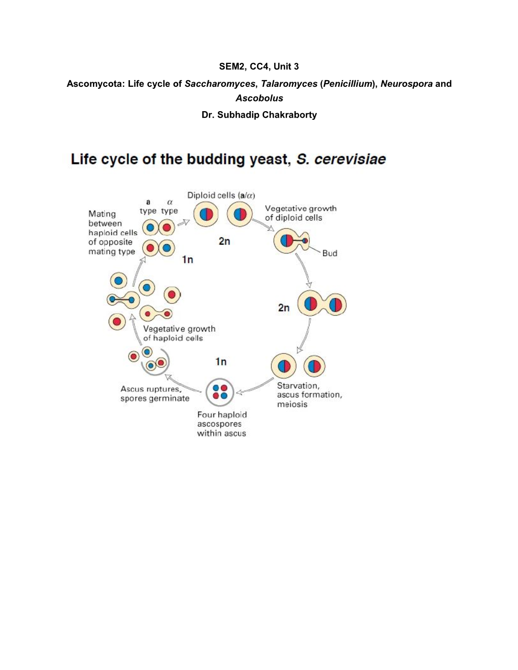 SEM2, CC4, Unit 3 Ascomycota: Life Cycle of Saccharomyces, Talaromyces (Penicillium), Neurospora and Ascobolus Dr