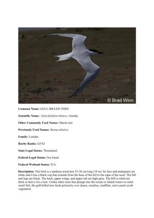 Common Name: GULL-BILLED TERN Scientific Name: Gelochelidon Nilotica Gmelin Other Commonly Used Names: Marsh Tern Previously