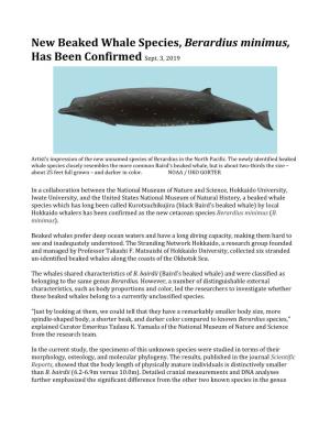 New Beaked Whale Species, Berardius Minimus, Has Been Confirmed Sept