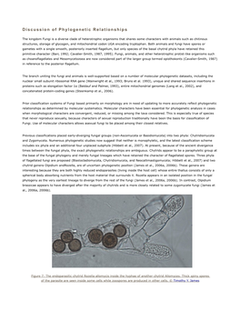 Discussion of Phylogenetic Relationships