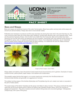 Bees and Wasps Bees and Wasps Are Beneficial Insects of the Order Hymenoptera