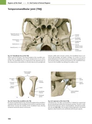 Temporomandibular Joint (TMJ)
