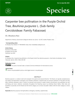 Carpenter Bee Pollination in the Purple Orchid Tree, Bauhinia Purpurea L. (Sub-Family Cercidoideae: Family Fabaceae)