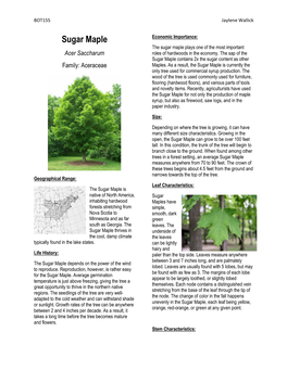 Sugar Maple Economic Importance: the Sugar Maple Plays One of the Most Important Acer Saccharum Roles of Hardwoods in the Economy
