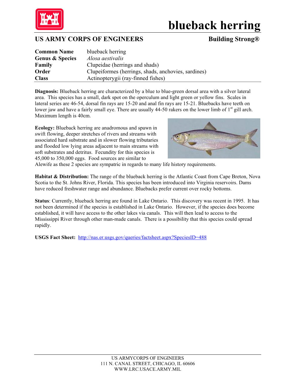 Blueback Herring US ARMY CORPS of ENGINEERS Building Strong®