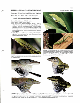 POLYCHROTIDAE Anolis Chlorocyanus Dumcril And