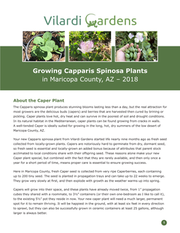 Growing Capparis Spinosa Plants in Maricopa County, AZ – 2018