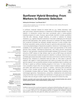 Sunflower Hybrid Breeding: from Markers to Genomic Selection