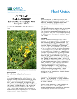 Plant Guide: Cutleaf Balsamroot: Balsamorhiza Macrophylla Nutt