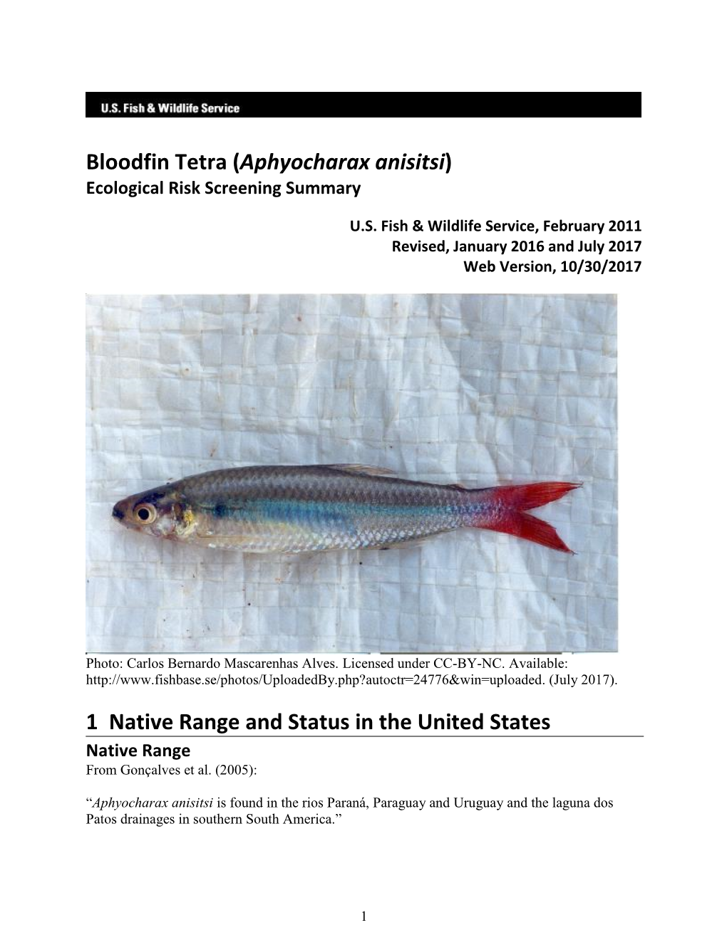 Bloodfin Tetra (Aphyocharax Anisitsi) Ecological Risk Screening Summary