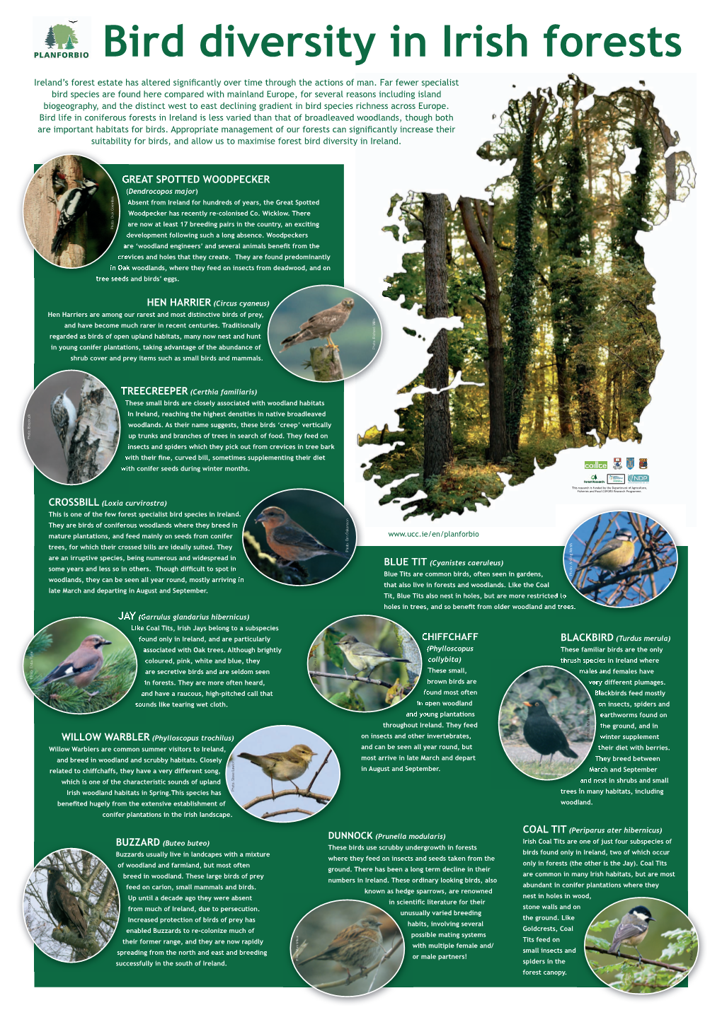 Great Spotted Woodpecker (Dendrocopos Major) Absent from Ireland for Hundreds of Years, the Great Spotted Woodpecker Has Recently Re-Colonised Co