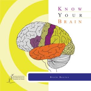 Know Your Brain