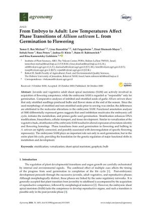 Low Temperatures Affect Phase Transitions of Allium Sativum