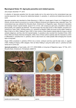 Mycological Notes 19: Agrocybe Parasitica and Related Species