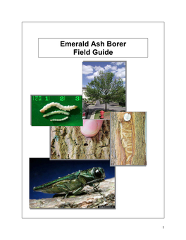Emerald Ash Borer Field Guide