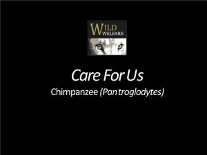 Care for Us Chimpanzee (Pan Troglodytes)