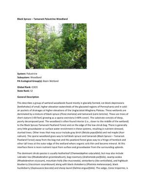 Black Spruce – Tamarack Palustrine Woodland