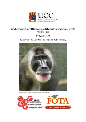 A Behavioural Study of Drill Monkeys (Mandrillus Leucophaeus) at Fota Wildlife Park by Lydia Elliott Supervised by Courtney Collins and Ruth Ramsay