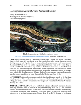 Copeoglossum Aurae (Greater Windward Skink) Family: Scincidae (Skinks) Order: Squamata (Lizards and Snakes) Class: Reptilia (Reptiles)