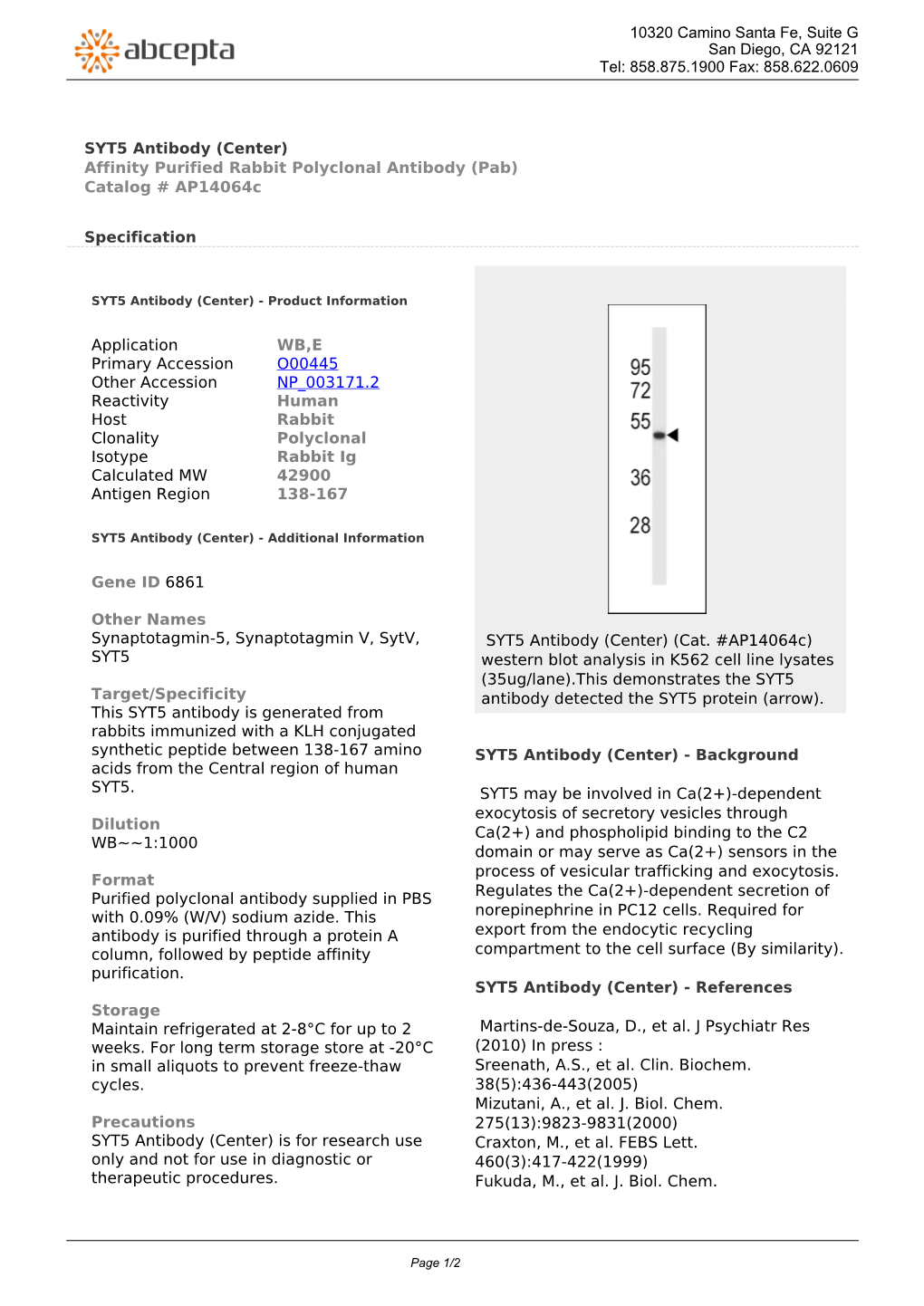 SYT5 Antibody (Center) Affinity Purified Rabbit Polyclonal Antibody (Pab) Catalog # Ap14064c