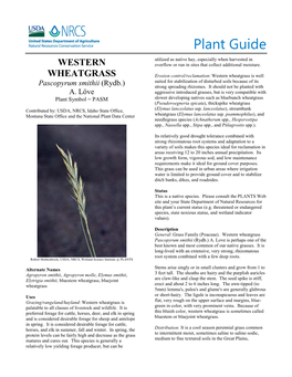 Plant Guide for Western Wheatgrass (Pascopyrum Smithii)