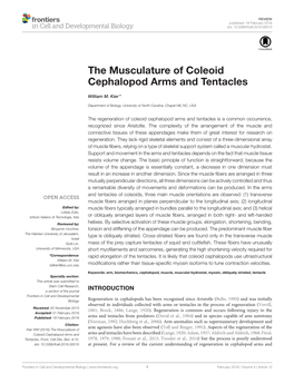 The Musculature of Coleoid Cephalopod Arms and Tentacles