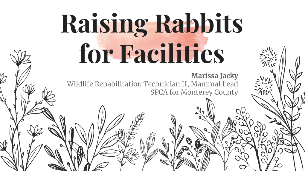 Raising Rabbits for Facilities