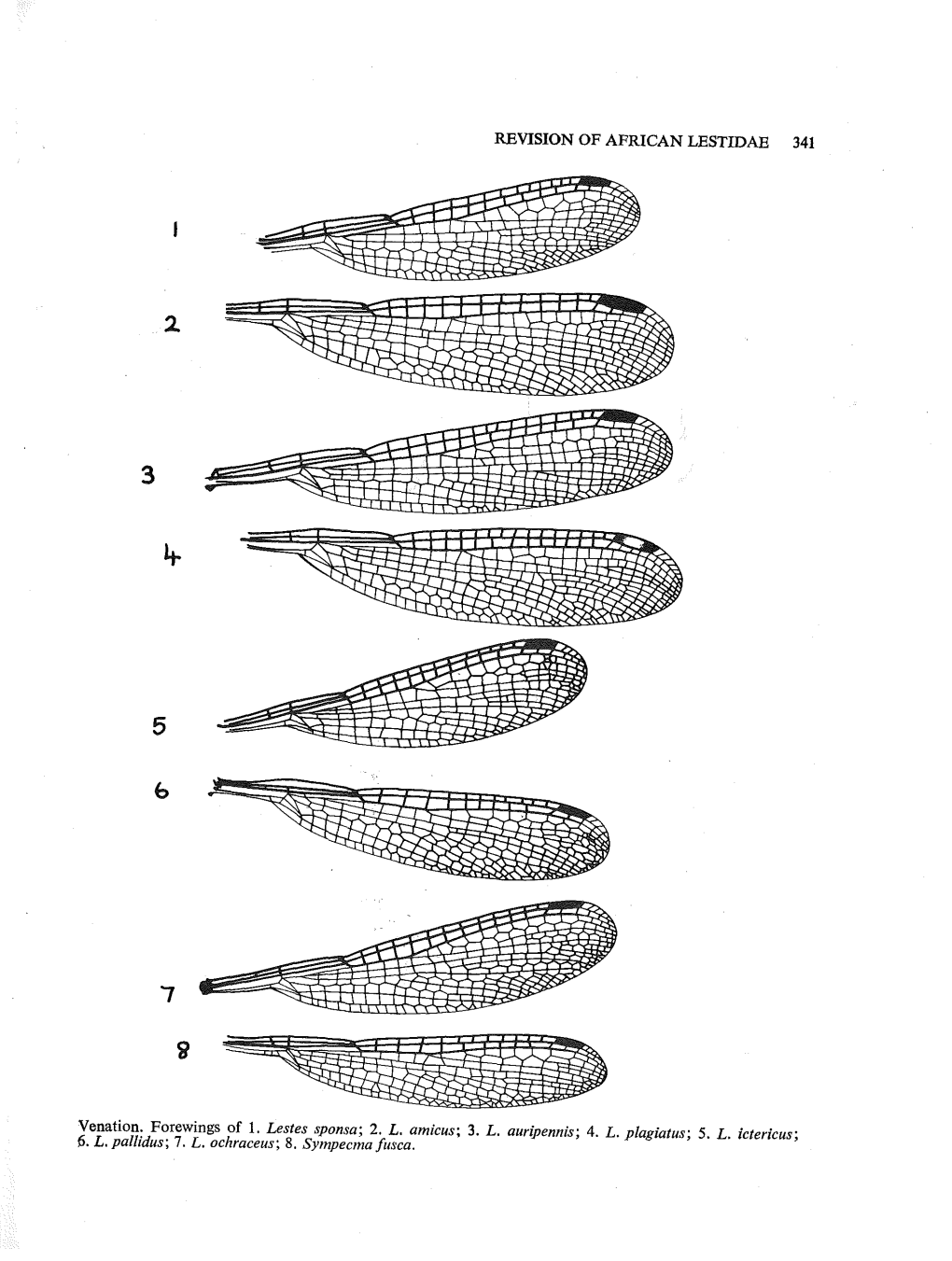 REVISION of AFRICAN LESTIDAE 341 Venation. Forewings of 1. Lestes Sponsa