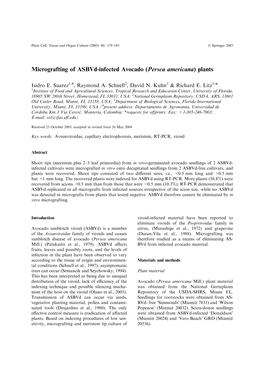 Micrografting of Asbvd-Infected Avocado (Persea Americana) Plants