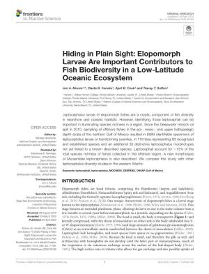 Elopomorph Larvae Are Important Contributors to Fish Biodiversity in a Low-Latitude Oceanic Ecosystem
