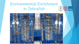 Environmental Enrichment in Zebrafish