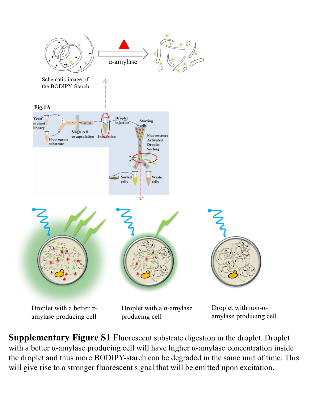 Supplementary Figure S1 Fluorescent Substrate Digestion in the Droplet