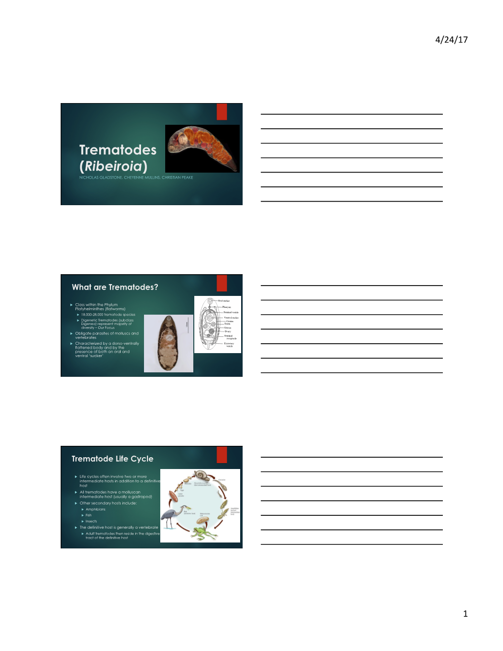 Trematodes (Ribeiroia) NICHOLAS GLADSTONE, CHEYENNE MULLINS, CHRISTIAN PEAKE