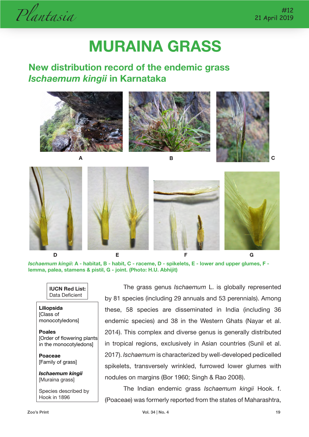 MURAINA GRASS New Distribution Record of the Endemic Grass Ischaemum Kingii in Karnataka