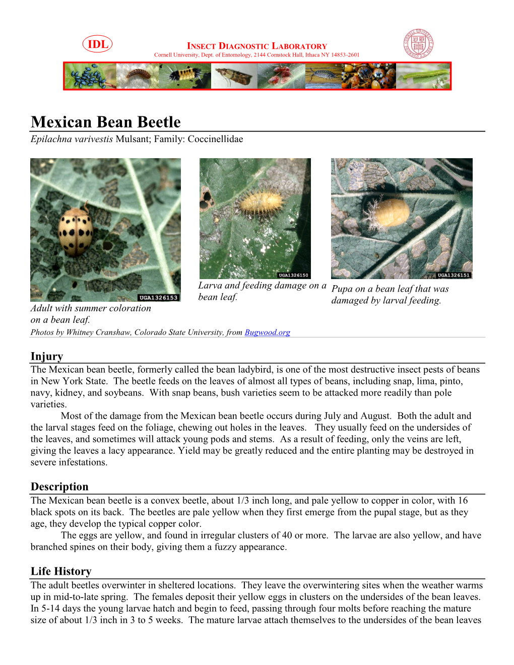 Mexican Bean Beetle Epilachna Varivestis Mulsant; Family: Coccinellidae