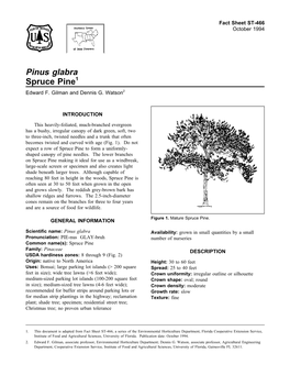 Pinus Glabra Spruce Pine1 Edward F