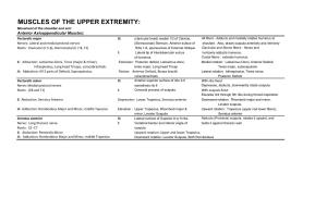 Muscles of the Upper Extremity