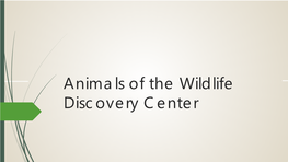 Animals of the Wildlife Discovery Center