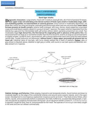 Order LAMNIFORMES ODONTASPIDIDAE Sand Tiger Sharks Iagnostic Characters: Large Sharks