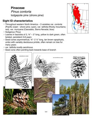 Pinaceae Pinus Contorta Lodgepole Pine (Shore Pine)